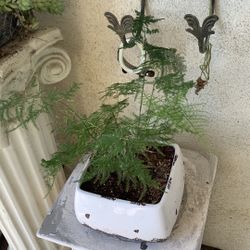  Asparagus Fern Pot 23$