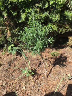 Rosemary