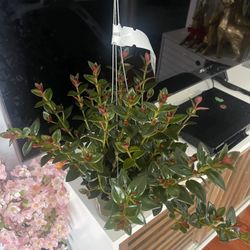 Hanging Baskets Goldfish Plant 🪴 