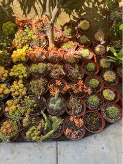 Succulent plants