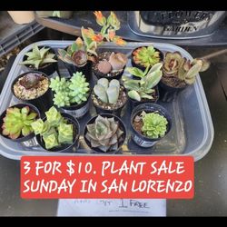 PLANT SALE TODAY FROM 1230 TO 2PM IN SAN LORENZO. 3 FOR $10