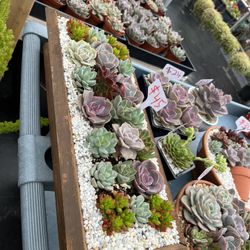 Mother's Day Arrangements Ready At 11:1 succulents Nursery In Whittier for  Sale in Whittier, CA - OfferUp