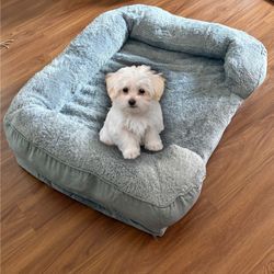 Orthopedic Memory Foam Dog Bed Gray Medium Washable Cover Non-Slip 27"x23"x7"