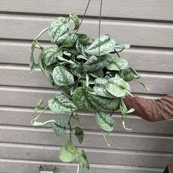 6” Scindapsus Exotica 