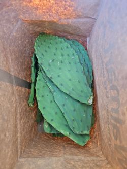 Nopales