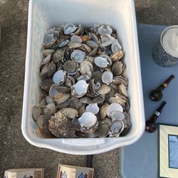 Scallop Shells- Clean And Ready For Art Projects