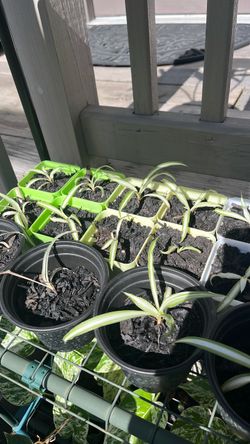 Variegated Spider Plant Cuttings / Starts