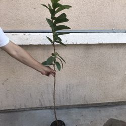 Thai Guava Fruit Tree Plant