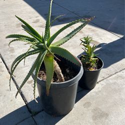 Big Plant