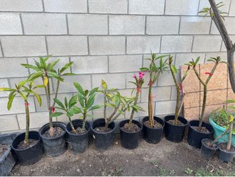 Plumerias