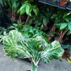 PLANT AND SUCCULENT SALE  TODAY  SATURDAY FROM 11AM TO 1PM SAN LORENZO