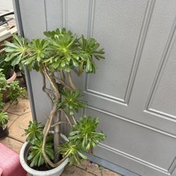 Green Plants Tall And Gorgeous