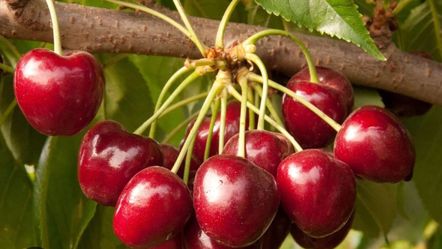 Grafted Cherry, Avocado, Plum, Nectarine, Apple, Peach, Pear, Mandarin Trees