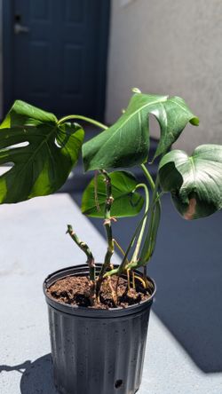 Large Monstera Deliciosa Plant
