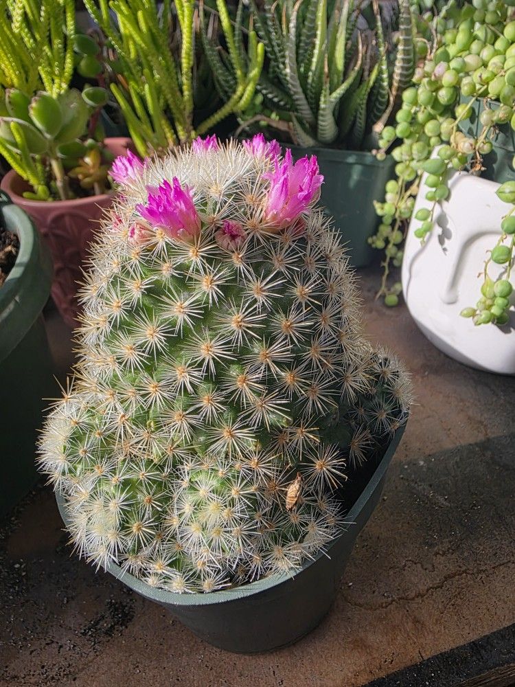 Mammillaria cactus with pink flowers