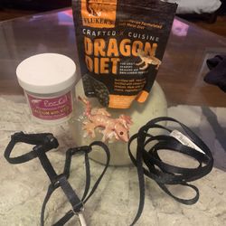 Lizard accessories, and food