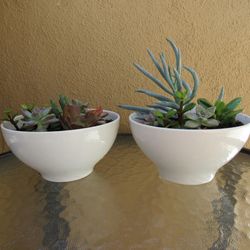 Set Of White Garden Pots With Succulents 