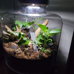Fully Bioactive Terrariums!
