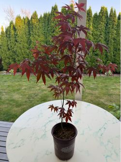 Bloodgood Japanese Maple ‘Acer Palmatum’ (Outdoor Plant)