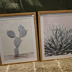 Cactus Pictures 