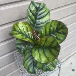 6” calathea fasciata 