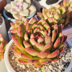Korean Succulents In White Ceramic Pot 