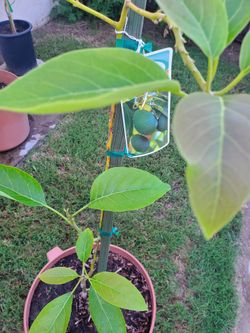 Fuerte Avocado Tree
