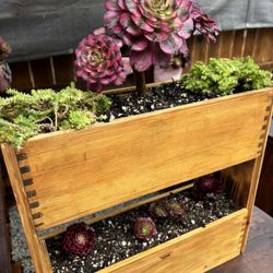 Succulents Asian