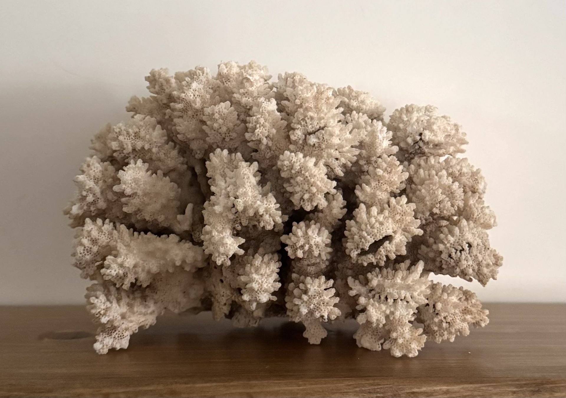 Large Natural White Coral Cluster Tree Ocean Sea Beach House Nautical Coastal Home Decor