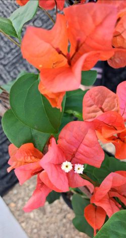 Live Healthy Beautiful boganvilea Orange Indoor outdoor Houseplants/ Vines sale $38