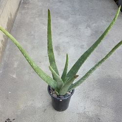 ALOE VERA Medicinal plant