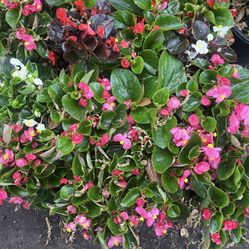 Begonia 