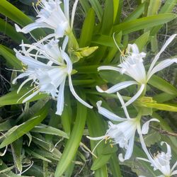 $ 40/1Beautiful Plants Suculente Amaryllis Aloe Vera Green Condition Easy To Maintain 