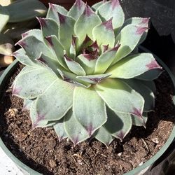 Variety of different kinds of succulents 4”inch pot