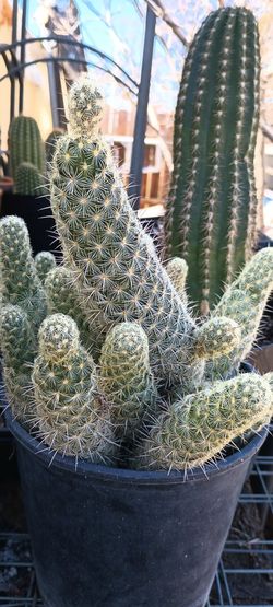 Cactus Plants 🌵.