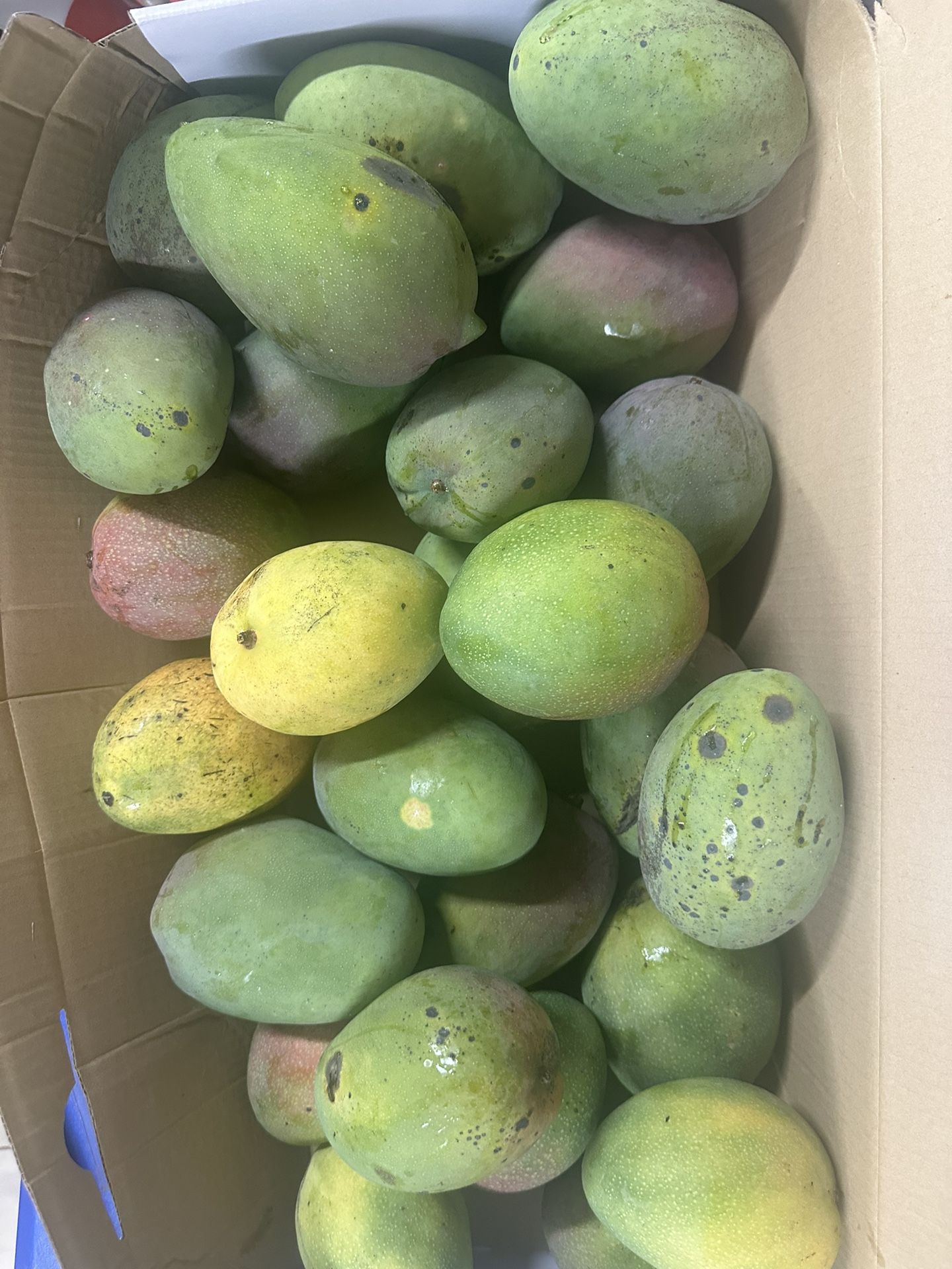 Mango High Quality And Taste And Big Size 5 For $20