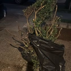 Three Bushes With Roots 