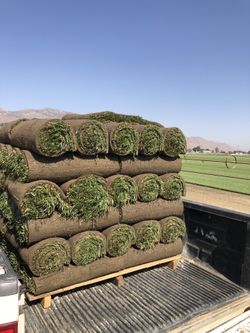 Dwarf Fescue Sod