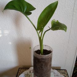 Plants Alcatraz Blanco