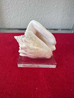 Natural Conch Shell Sculpture Specimen Mounted on Lucite Acrylic Base