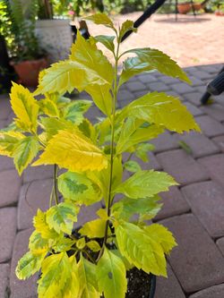 Planta ornamental que da flores