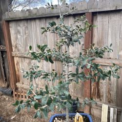 Bonsai Olive Tree Shaped Like Christmas Tree $50 Each