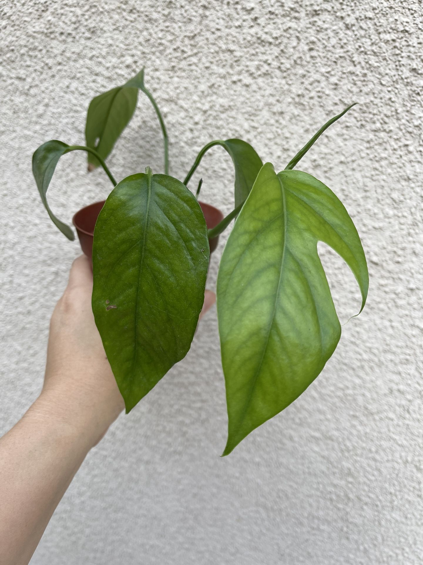Beautiful Baltic Blue Pothos Plant