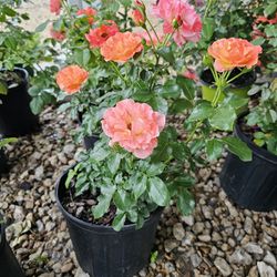 ALFRED SISLEY ROSE PLANTS ARRIVE, BEAUTIFUL AND HEALTHY. $23 EACH