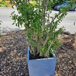 Beautiful Mature Flowering Drought Tolerant, 6 Great Visual Screen,  Privacy 