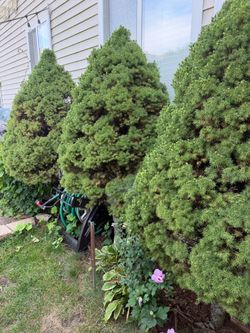 Free Trees