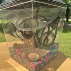 Small Fish Aquarium 