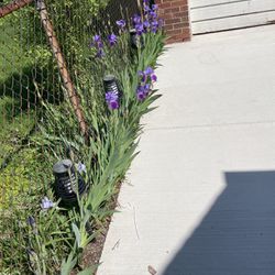 Violet And Lavender Colorists Plants 10 Bulbs $15 