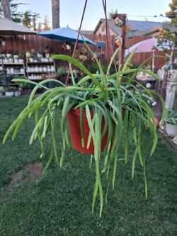 Rhipsalis Boliviana Plant $38