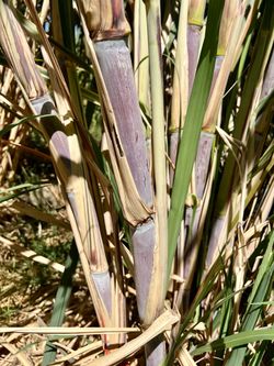 Sugarcane